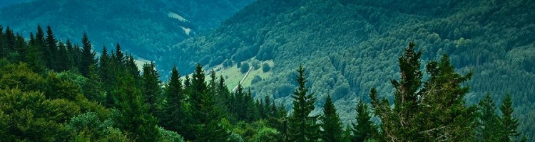 Black Forest Black Forest