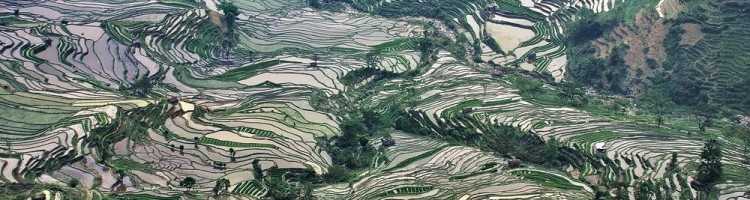 Honghe Hani Rice Terraces