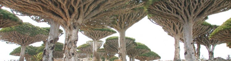 Socotra Socotra