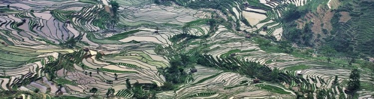 Honghe Hani Rice Terraces Honghe Hani Rice Terraces